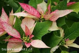 t202012338103703_pianta
