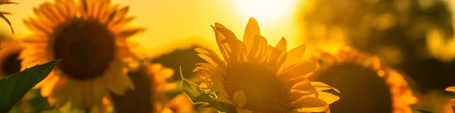 Un campo di girasoli è inondato da una luce dorata e calda, con il sole che brilla intensamente sullo sfondo. Un campo di girasoli è inondato da una luce dorata e calda, con il sole che brilla intensamente sullo sfondo.